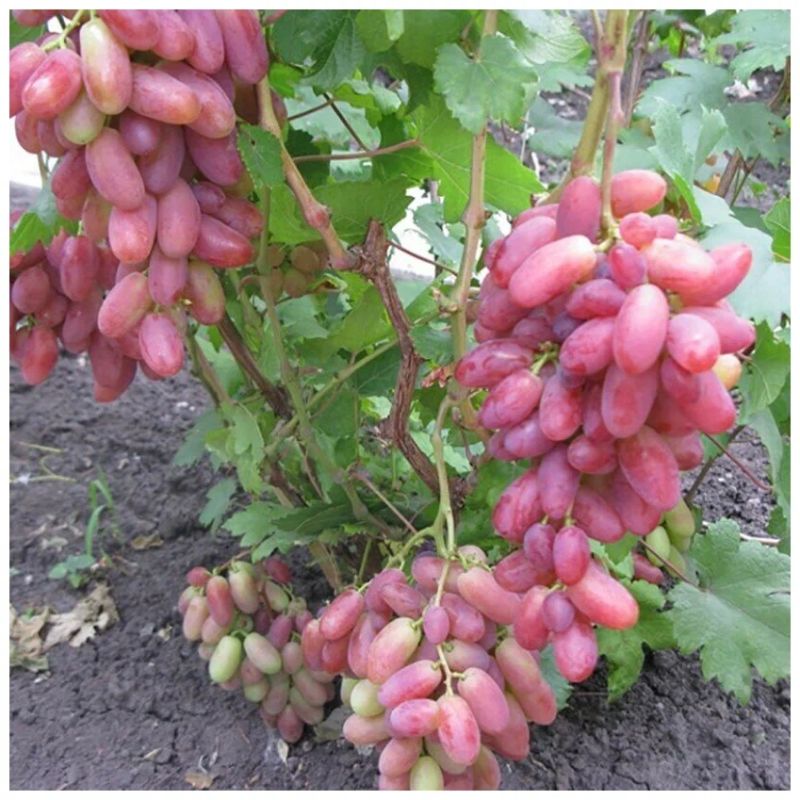 Три необычных сорта винограда, которые стоит попробовать