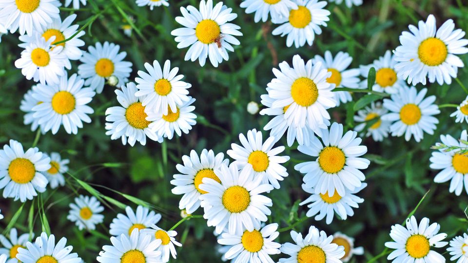 Как аромат ромашки может изменить вашу кухню