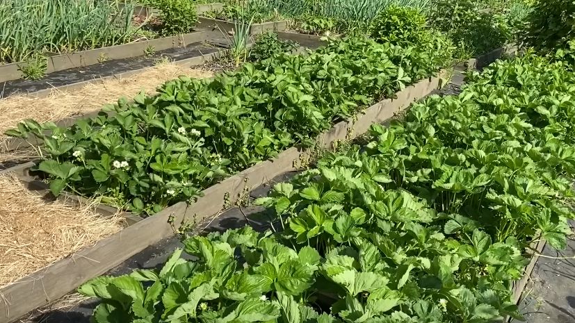 Ошибки в выборе ограждений: как избежать лишних затрат и радоваться клумбам