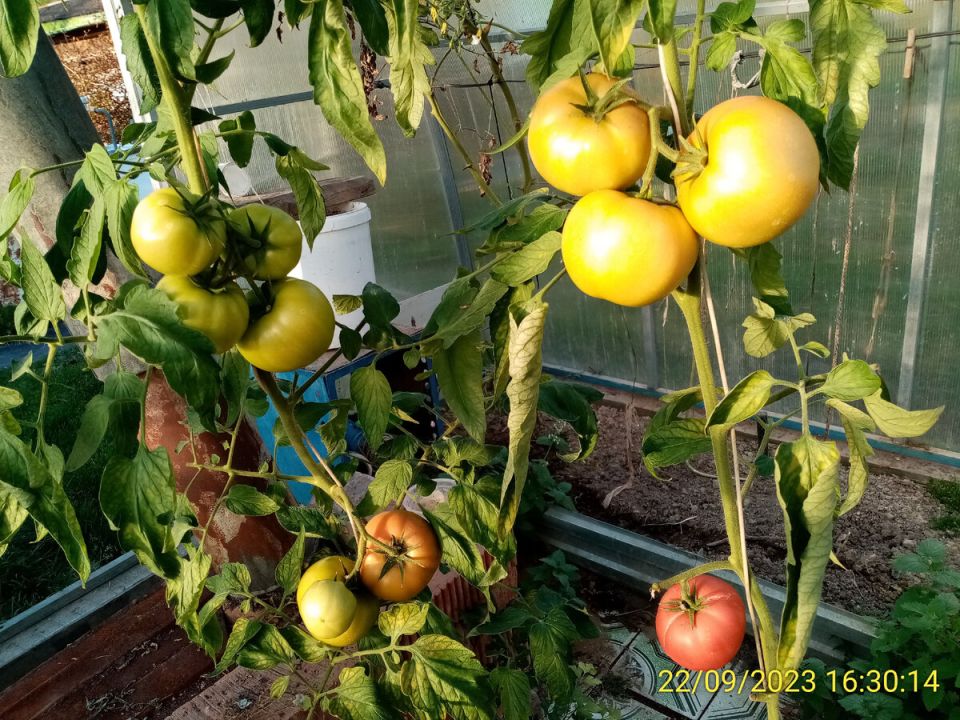 ����������: ���� � ���������� ������ ���������