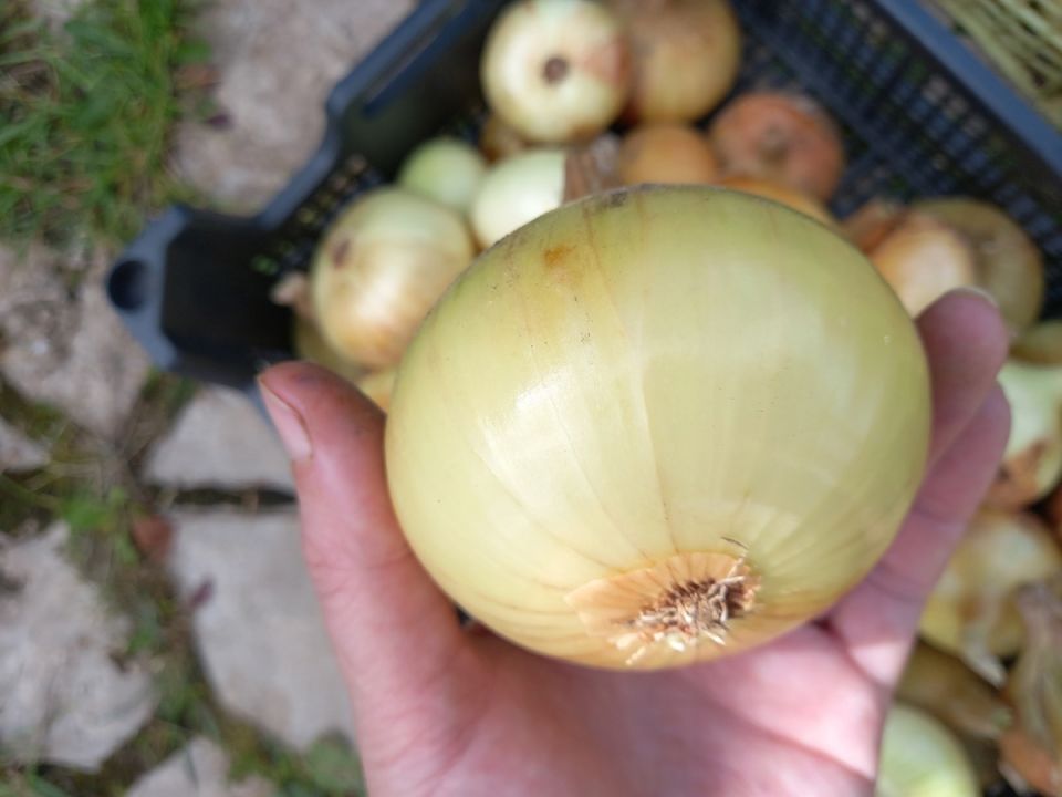 ��� �� �����: �� �������� �� ��������