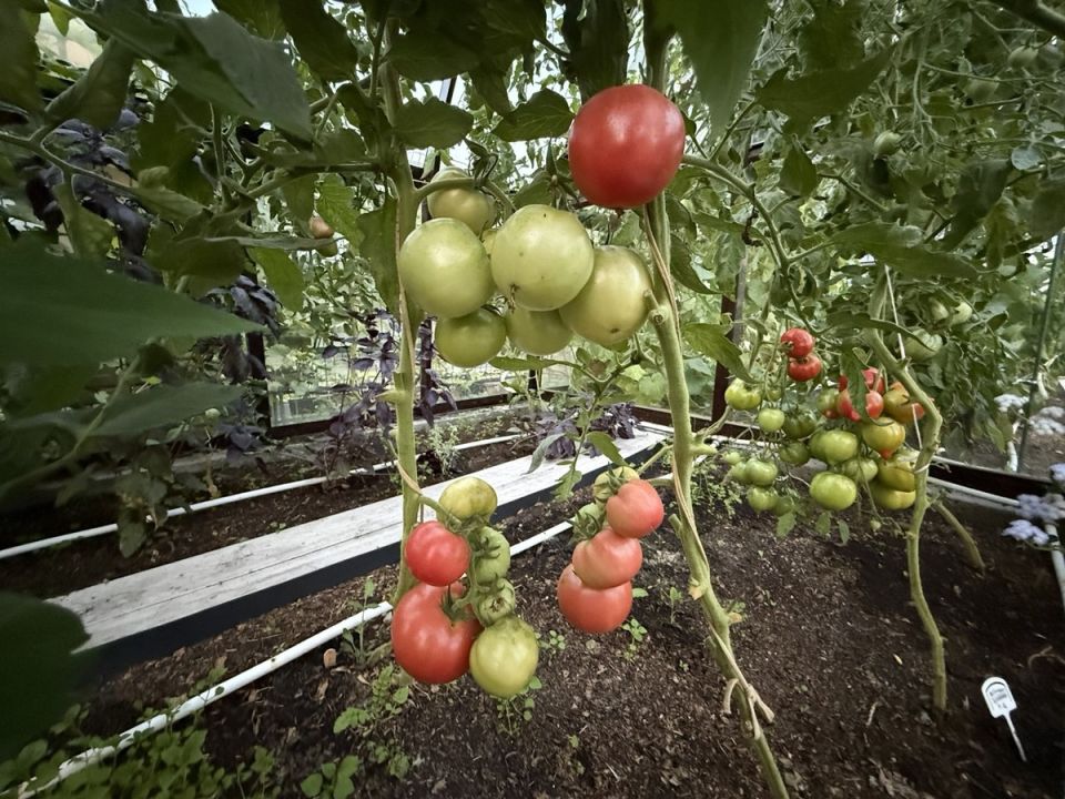 ��� ��������� �� ���������� � ������� ������: ������ ��� ���������