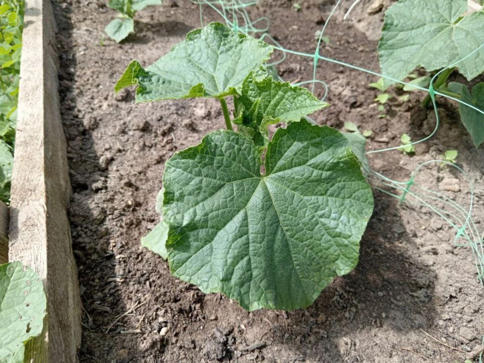 ��������� �������: ��� �������� ��������� ������ � ������� ����������� ���������