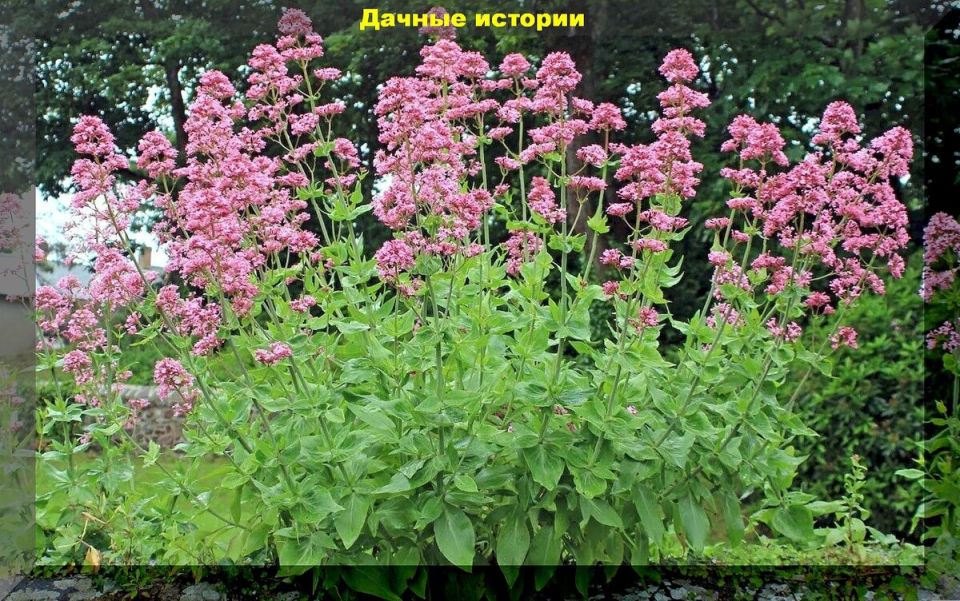 �������� �� ������: ��� ��������� ��������� ����� �������� ��� ���