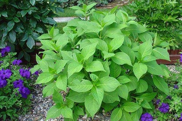 ������ ���� ��������� �� ������: �������� ������� � ������� �������