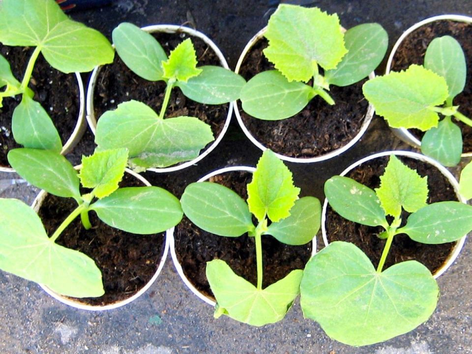 ��� ������ ������� ������� �� ������: �������� ������ � ������