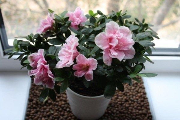 ������, ������� ����� �������� ��� ����� �� �������