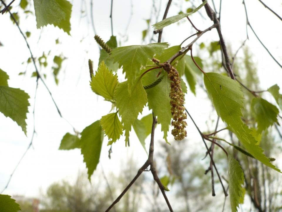 �����: ������� ��� ������ ��� ������ ����?