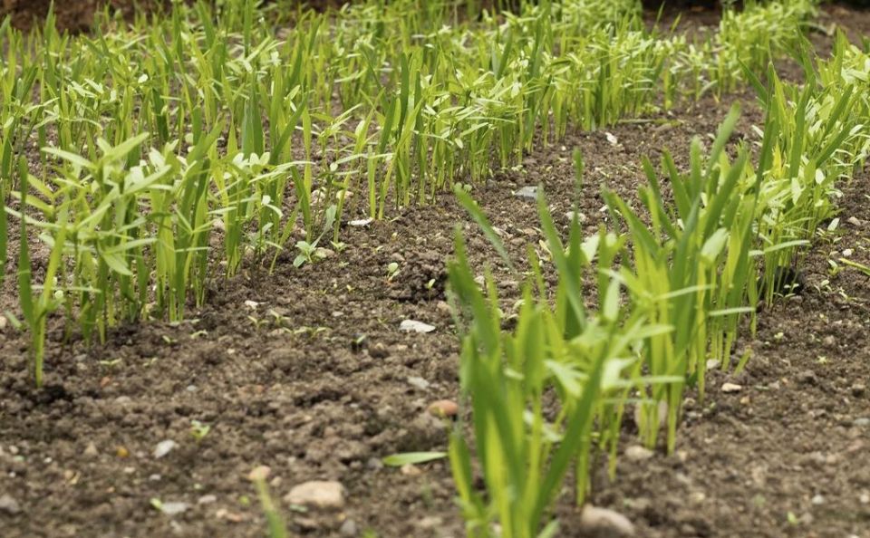 ��� ��������� ������������ ������ ����: ������ ��� �����������