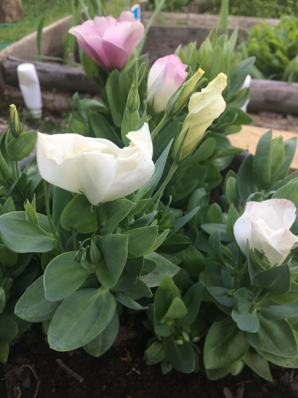 ��� ��������� �������: �� ������ �� ��������