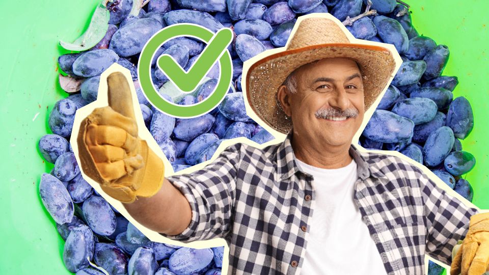 ������ ���� ������ ���������? ����������� �� ��� ��� ����������