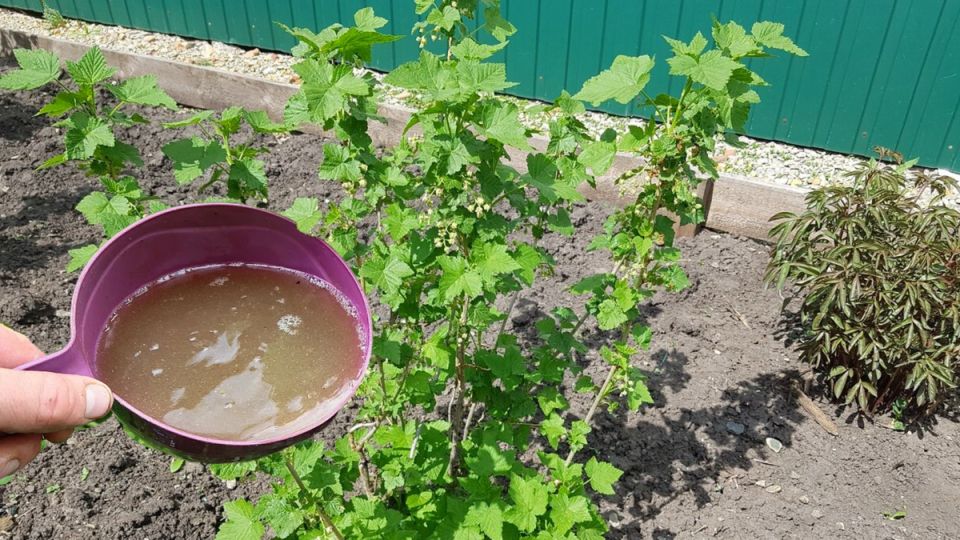 ��� ����� �� ��� �������� ��������� � �������� ������ ������ ����