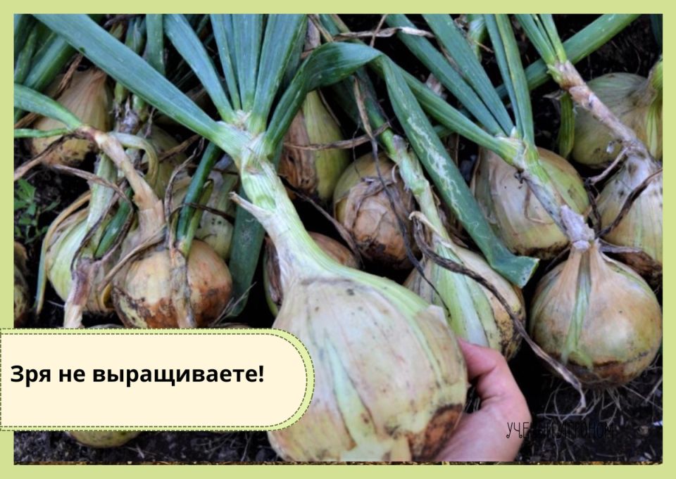 ��� ����� ����� � ���� ���������: ���� � ����������