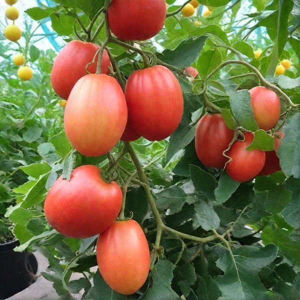 ����� �������: �������� ���� ��� ��������� ������