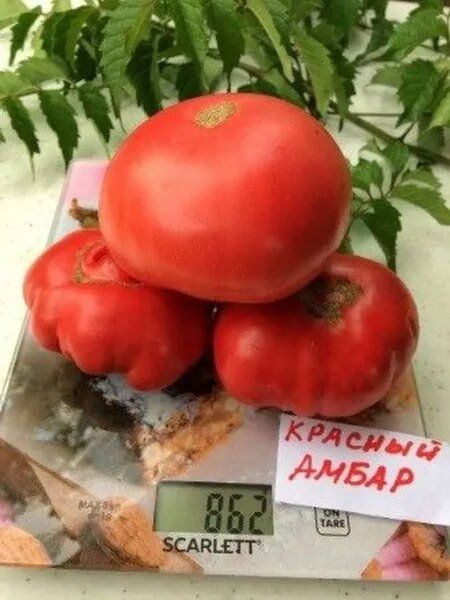 ����� ������� �����: ��������� ����� ��� ������� ����������� � �����