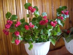 �������: ������������ ����� � ������� ����� �� ����