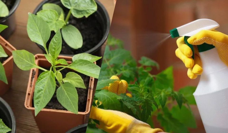 ����������� ������� ������ ������� �� �������� � ����������