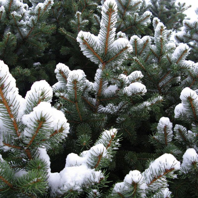 ������ ������ �� ������ � ����� �� ���������� ���� � 2025 ����