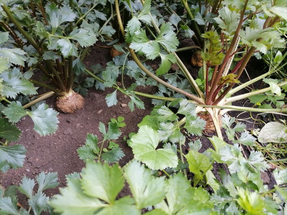 �������� �����������: ��� ������ �� ������� � �����