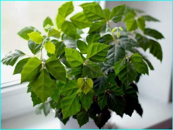 ������: ��������� ������� ��� ������ ����