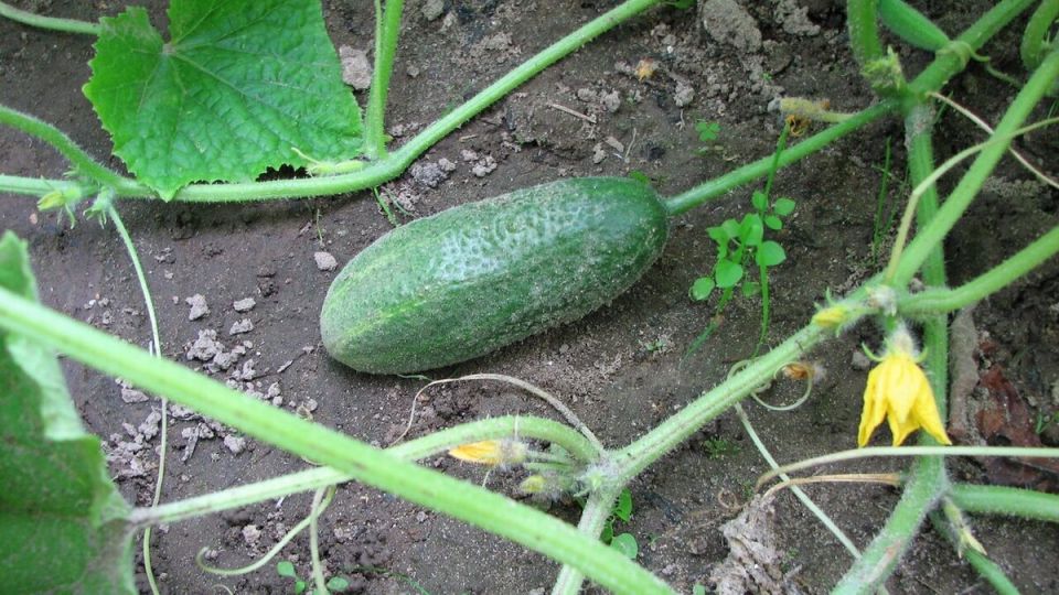 ��� ����� ������� ������ �� ������ � ����