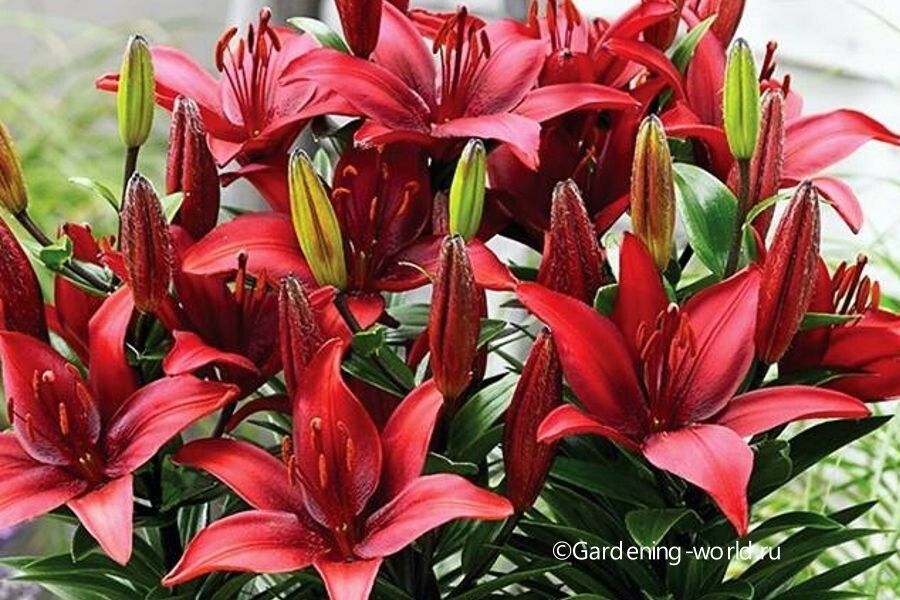 ��� ���������� ����� �������� �����: ��� �������� �������