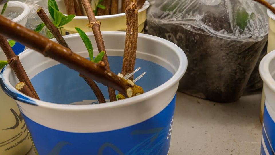 ��� ��������� �������: ���������������� ������ � �� �����������