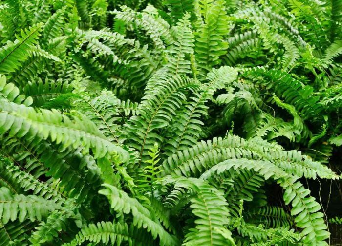 ����� ��������� ������� �����������: ������ � �������