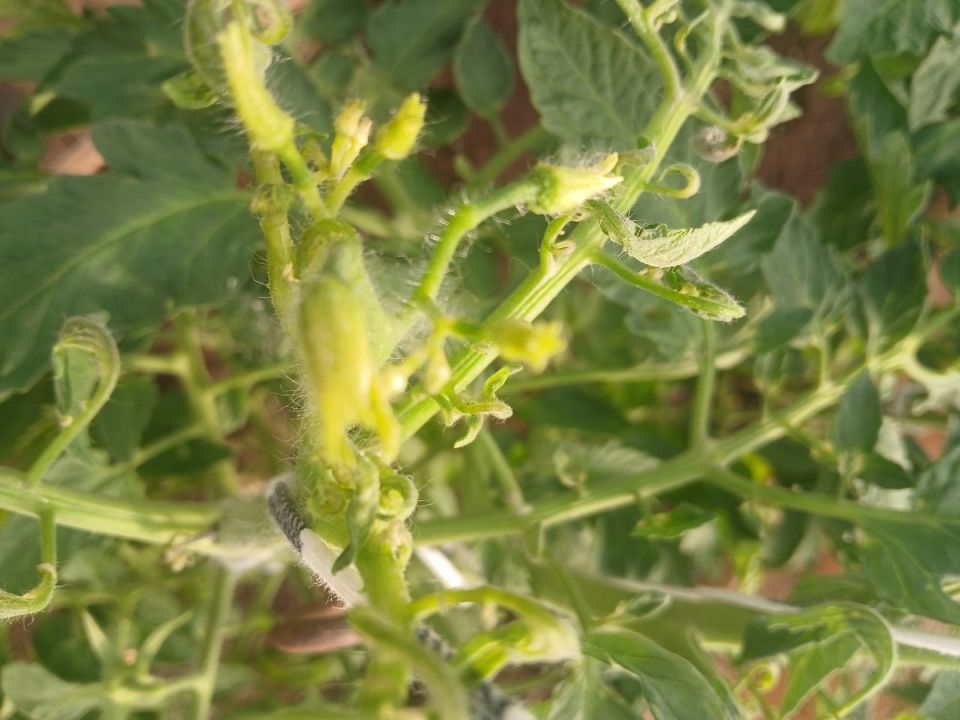 ��� ������������ �������� � ����� ����� ������������� ����������: ������������ �����������