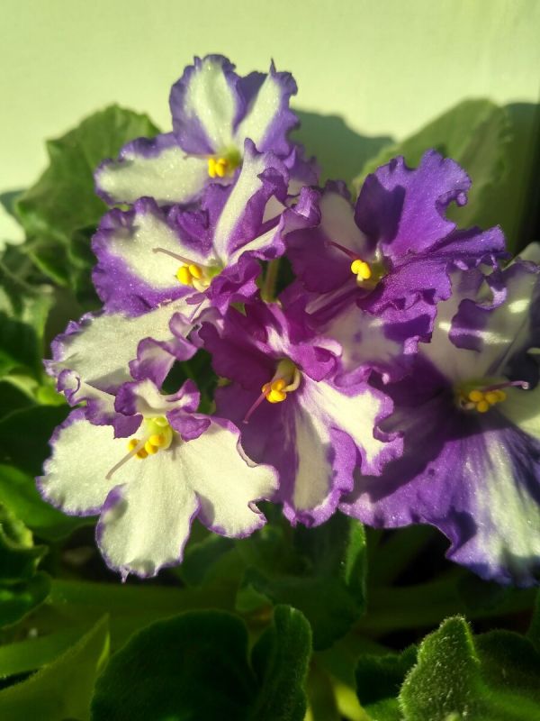 ������ � ��� ��������: ������� ����� ��� ������� ��������