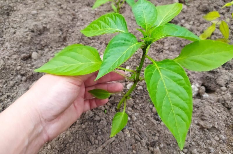 ������ �������� ������� ������ � ����� ��� �����