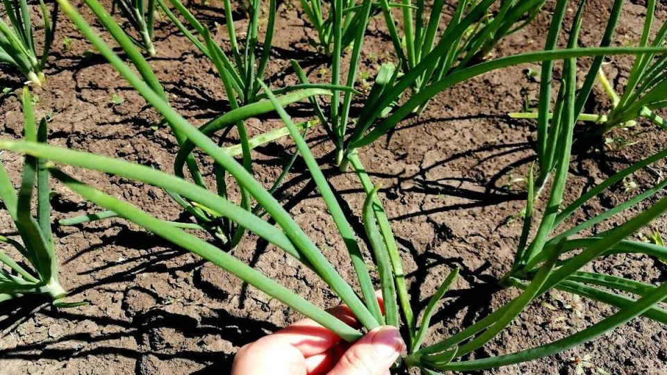 ��� ��������� ������ ����: �������� ������ ��� �����������