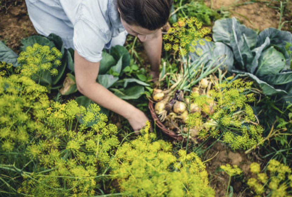 ������ �� �������: ��� ������� ������ � �� �������� ����� ��� �������