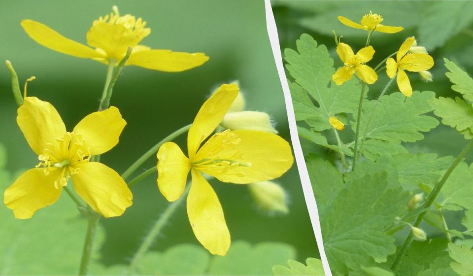 �������� �� ����� �������: ��� �� ����� ������� ��� ������ ����