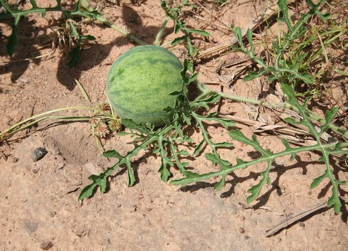 Как получить идеальный урожай арбузов: советы для огородников