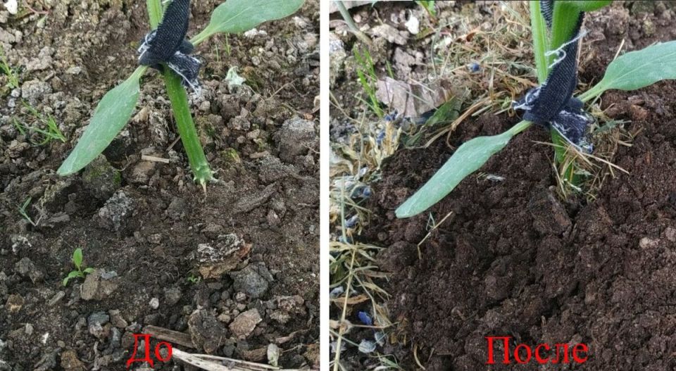 ��� ��������� �������� � ������������ �������: ������ ��������